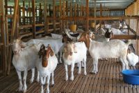 Radhwa Aqiqah Jasa Aqiqah Tangerang Terpercaya